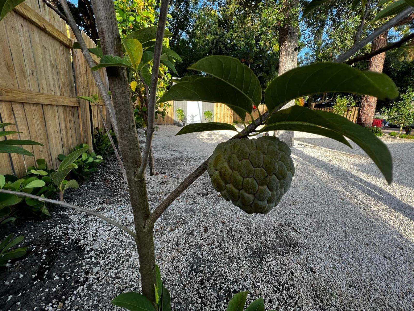 Luxury Quiet Studio - Fort Lauderdale Exterior foto